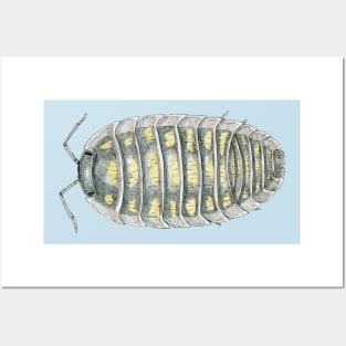 Armadillidium depressum Isopod Posters and Art